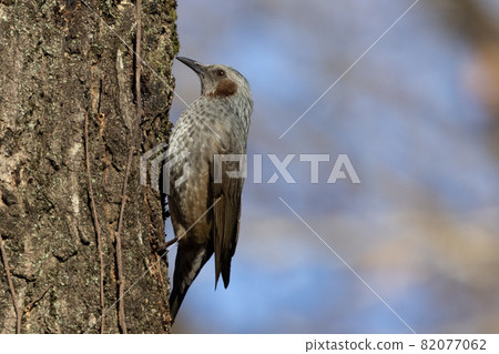 Bulbul, a rare bird that is familiar in Japan but overseas to be lively and conspicuous 82077062
