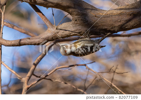 Japan's smallest woodpecker Kogera 82077109