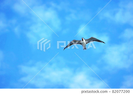 Pastel style "seagull flying in the sky" illustration image 82077200