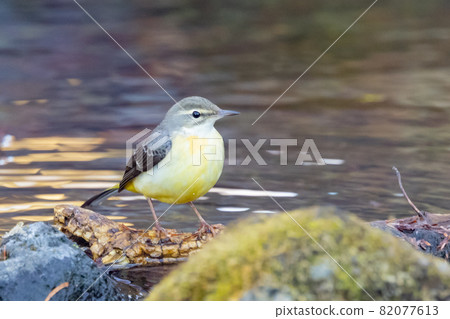 A beautiful bird, gray wagtail, who is vigilant, likes the waterside, and wears a bright lemon yellow. A beautiful bird, gray wagtail, who is vigilant, likes the waterside, and wears a bright lemon yellow. 82077613
