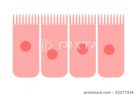 Epithelium of nasal mucosa 82077836