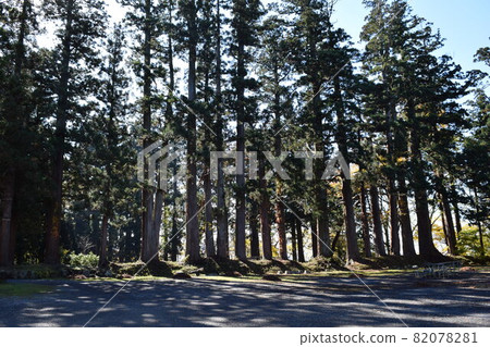 Cedar trees of Haguroyama 82078281