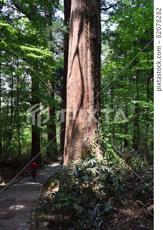 Haguroyama的雪松樹 Haguroyama的雪松樹 82078282