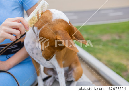 combing her dog Basenji, care for dog hair. combing her dog Basenji, care for dog hair. 82078524