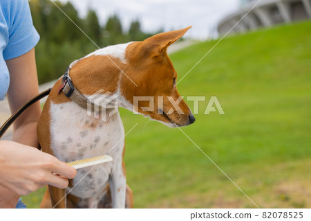 combing her dog Basenji, care for dog hair. 82078525