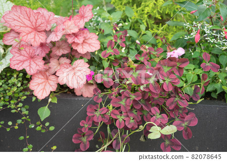 庭院花在庭院裡 82078645