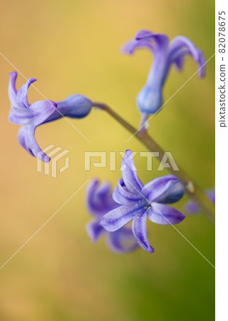 Flowers 82078675