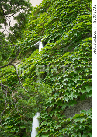常春藤牆 82078732