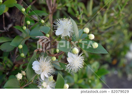 Fir flower 82079029