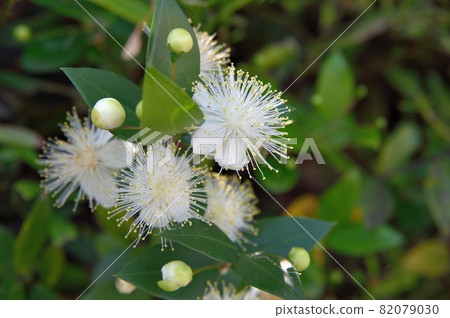 Fir flower Fir flower 82079030