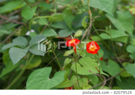 番薯紅花【綠底】 82079528