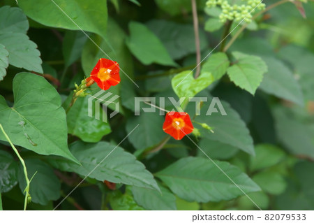 Red flowers of Ipomoea cocci [green background] 82079533