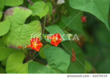 Red flowers of Ipomoea cocci [green background] 82079534