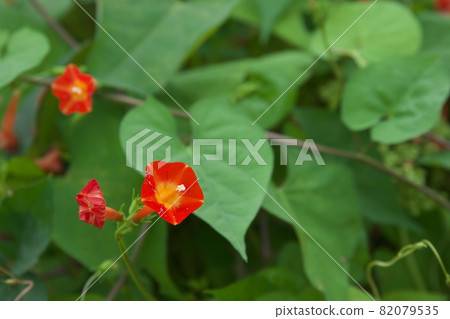 Red flowers of Ipomoea cocci [green background] 82079535