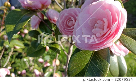 Spring camellia blooming in the garden 82079554