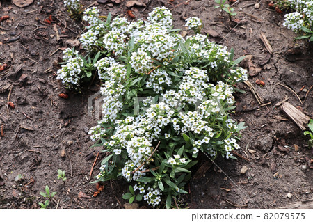 Closeup of a mound of white Lobuaria flowers in bloom Closeup of a mound of white Lobuaria flowers in bloom 82079575