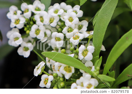 Macro of white Alyssum flowers in bloom 82079578