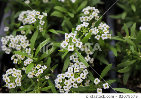 Closeup of white Lobuaria flowers in bloom 82079579