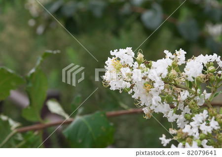 紫薇白花【綠底】 82079641