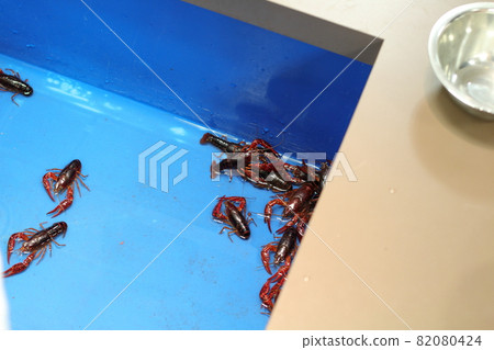 Crayfish fishing 82080424