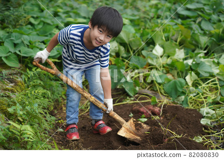 收穫紅薯的男孩 收穫紅薯的男孩 82080830