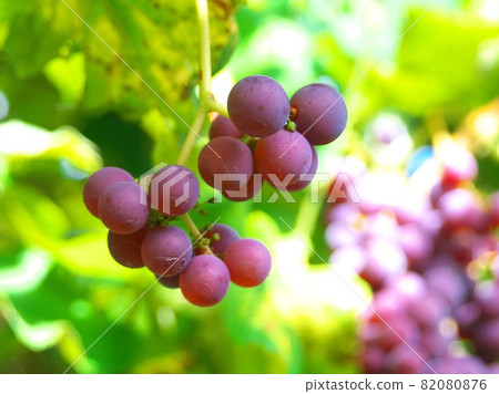 Early autumn vineyard Early autumn vineyard 82080876