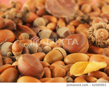 很多橡子和栗子 82080901