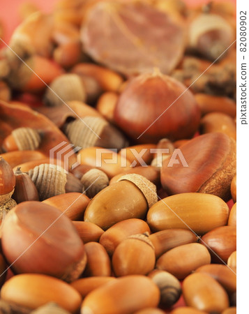 很多橡子和栗子 很多橡子和栗子 82080902