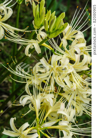 White cluster amaryllis White cluster amaryllis 82080905