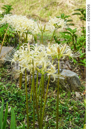 白色簇狀孤挺花 白色簇狀孤挺花 82080906