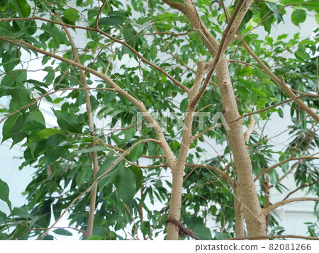 Benjamin tree 82081266