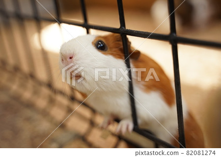Guinea pig Guinea pig 82081274