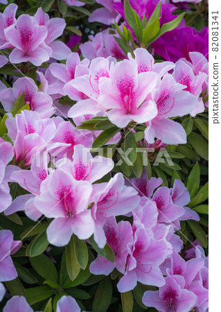 淡粉色杜鵑花 82081341