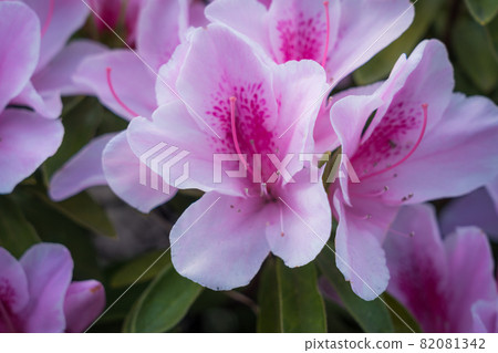 淡粉色杜鵑花 82081342