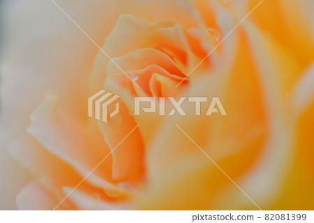 Rose variety name "Honey Bouquet" Flower core Rose variety name "Honey Bouquet" Flower core 82081399
