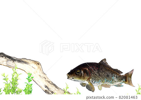鯉魚 82081463
