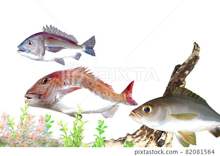 Tokyo bay fishing 82081564