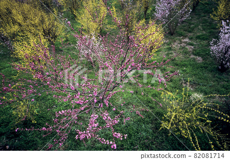 Spring, flowering and tree scenery 82081714