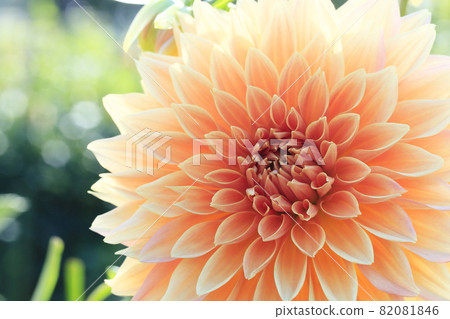 達利亞盛開 82081846