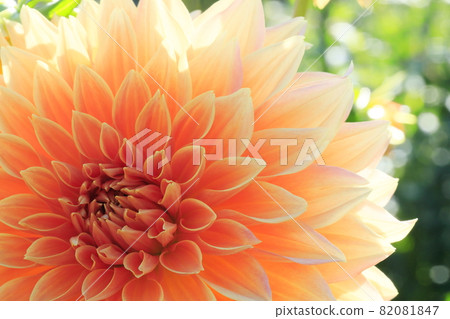 達利亞盛開 達利亞盛開 82081847