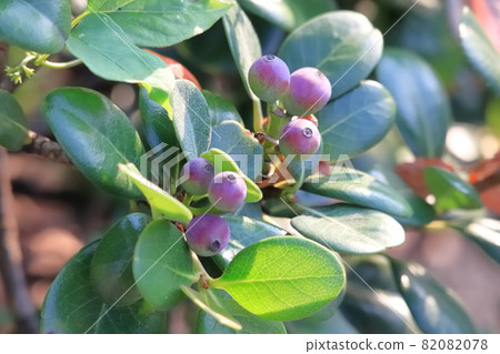 Colored Sharinbai fruit Colored Sharinbai fruit 82082078