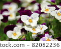 White and purple pansy 82082236