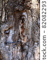 Traces of branches appearing on the trunk of a tree 82082293
