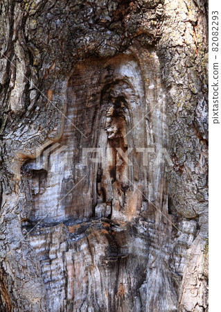 Traces of branches appearing on the trunk of a tree Traces of branches appearing on the trunk of a tree 82082293