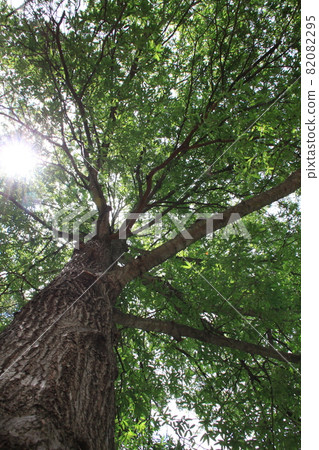 The sun peeking through the leaves 82082295