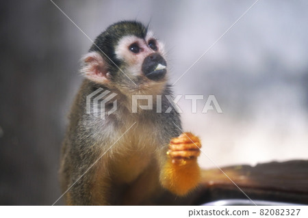Cute common squirrel monkey Cute common squirrel monkey 82082327
