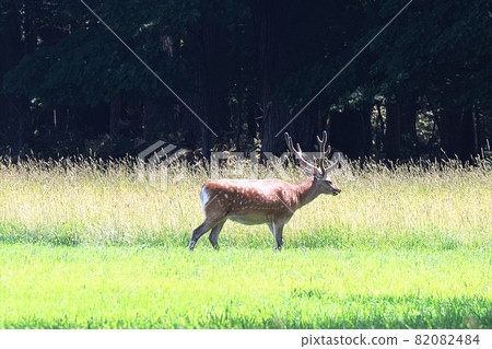 Ezo deer walk 82082484