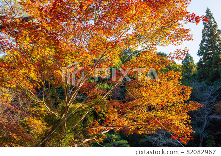 愛知名古屋東山動植物園的秋葉 愛知名古屋東山動植物園的秋葉 82082967