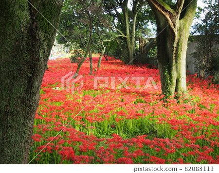 川東公園的簇簇孤挺花 川東公園的簇簇孤挺花 82083111
