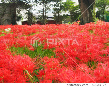 Cluster amaryllis in Kawahigashi Park Cluster amaryllis in Kawahigashi Park 82083124